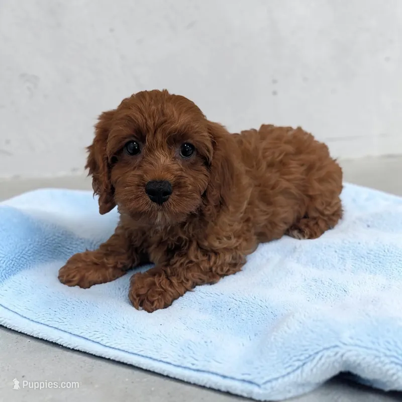 Ace – Cavapoo puppy for sale in Dundee, OH