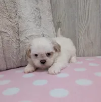 Daisy, a female Shih Tzu for sale in Dundee, OH – 5 of 5