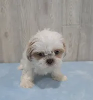 Rubble, a male Shih Tzu for sale in Dundee, OH – 6 of 6