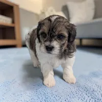 Theo, a male Shihpoo for sale in Dundee, OH – 1 of 6