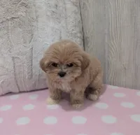 Lilly, a male Shihpoo for sale in Dundee, OH – 5 of 6