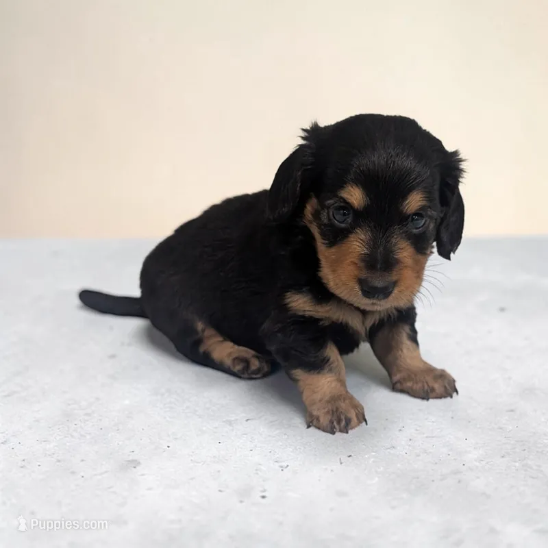 Benji – Miniature Dachshund puppy for sale in Dundee, OH