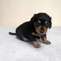 Benji, a male Miniature Dachshund for sale in Dundee, OH – 1 of 5