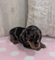 Scarlet, a female Miniature Dachshund for sale in Dundee, OH – 2 of 4