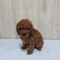 Ace, a male Cavapoo for sale in Dundee, OH – 3 of 5