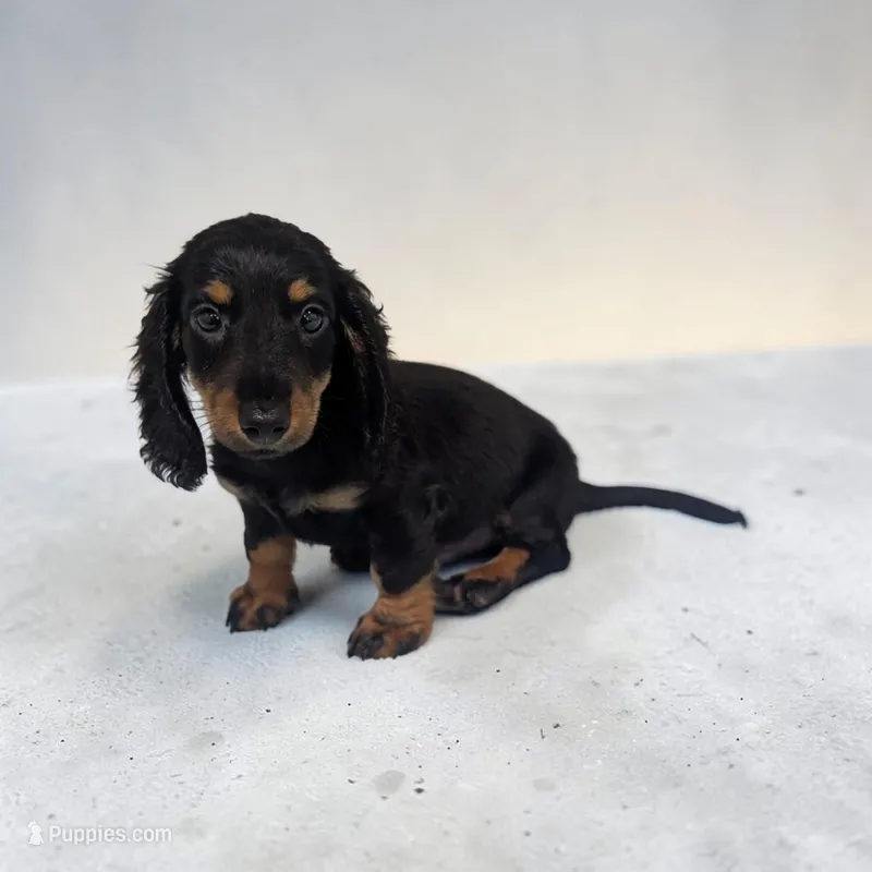 Pepper – Miniature Dachshund puppy for sale in Dundee, OH