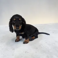 Pepper, a male Miniature Dachshund for sale in Dundee, OH – 1 of 5