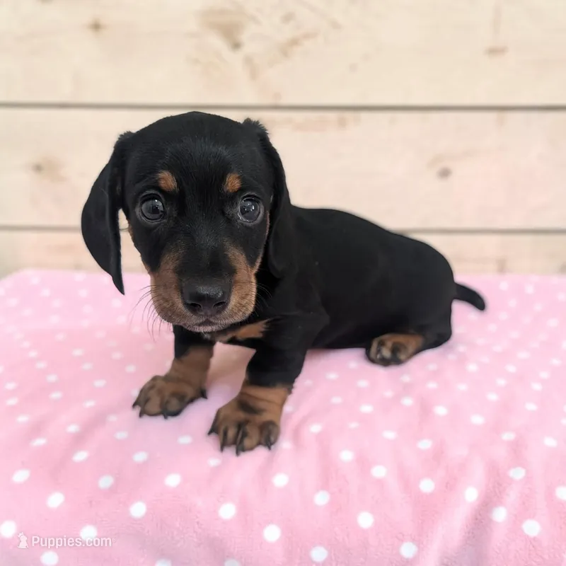 Sierra – Miniature Dachshund puppy for sale in Dundee, OH