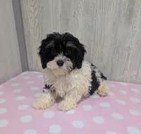Cherry, a female Cavapoo for sale in Dundee, OH – 6 of 6