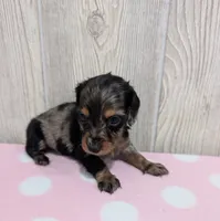 Maggie, a female Miniature Dachshund for sale in Dundee, OH – 5 of 5