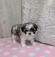 Queenie, a female Shihpoo for sale in Dundee, OH – Photo 4 of 5