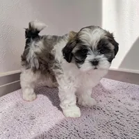 Queenie, a female Shihpoo for sale in Dundee, OH – Photo 2 of 5