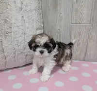 Queenie, a female Shihpoo for sale in Dundee, OH – Photo 5 of 5