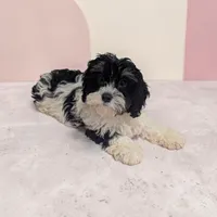 Cherry, a female Cavapoo for sale in Dundee, OH – 2 of 6