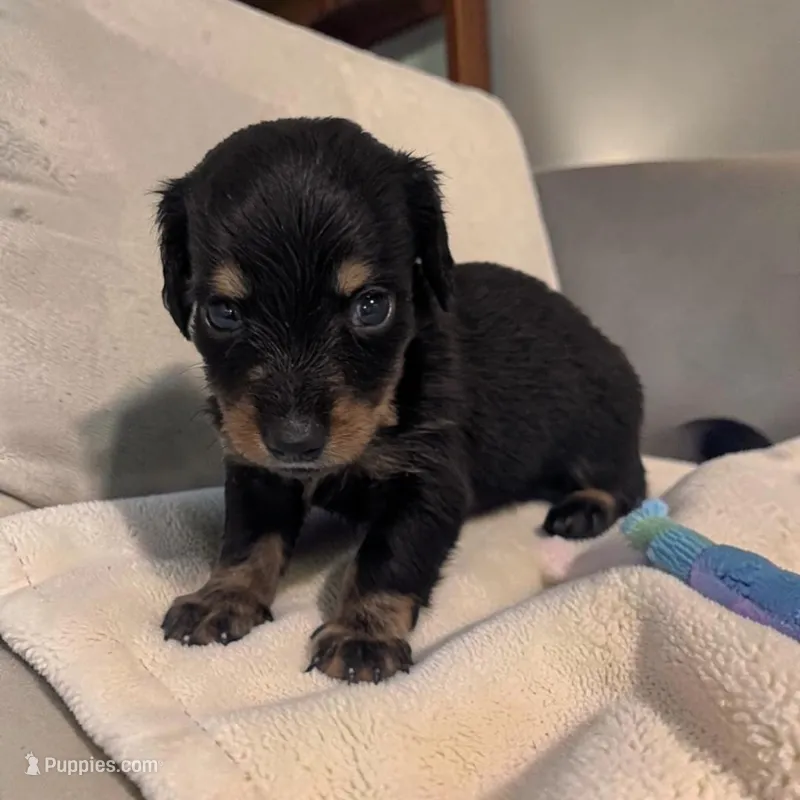 Oreo – Miniature Dachshund puppy for sale in Dundee, OH
