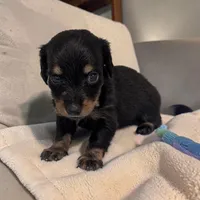 Oreo, a male Miniature Dachshund for sale in Dundee, OH – 1 of 4