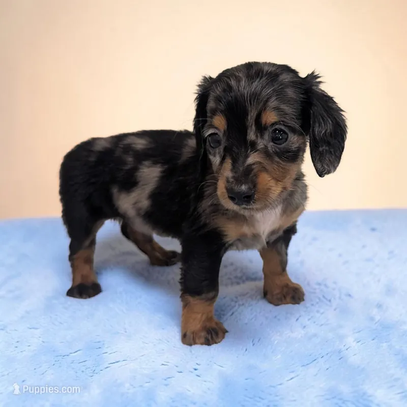 Prince – Miniature Dachshund puppy for sale in Dundee, OH