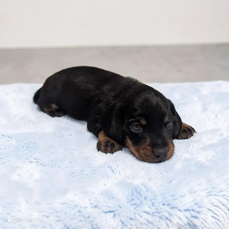 Silas – Miniature Dachshund puppy for sale in Dundee, OH