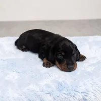 Silas, a male Miniature Dachshund for sale in Dundee, OH – 1 of 4