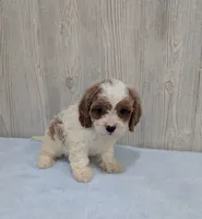 Asher, a male Cavapoo for sale in Dundee, OH – 5 of 5