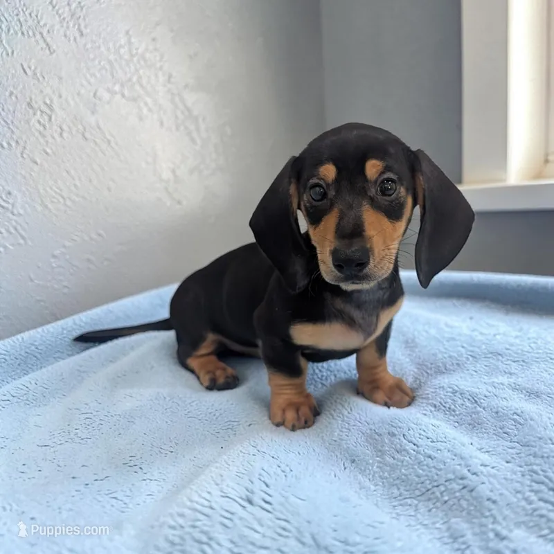 Pebbles – Miniature Dachshund puppy for sale in Dundee, OH