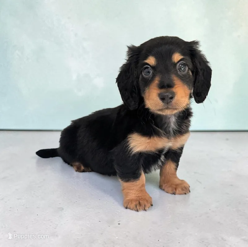 Oreo – Miniature Dachshund puppy for sale in Dundee, OH