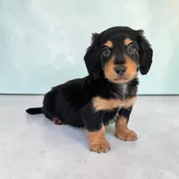 Oreo, a male Miniature Dachshund for sale in Dundee, OH – Photo 1 of 6