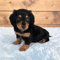 Oreo, a male Miniature Dachshund for sale in Dundee, OH – Photo 2 of 6