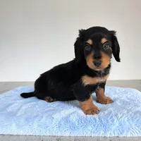 Oreo, a male Miniature Dachshund for sale in Dundee, OH – Photo 3 of 6