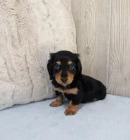 Oreo, a male Miniature Dachshund for sale in Dundee, OH – Photo 4 of 6