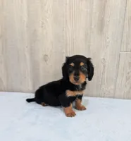 Oreo, a male Miniature Dachshund for sale in Dundee, OH – Photo 6 of 6