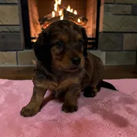 Blakely, a female Miniature Dachshund for sale in Dundee, OH – 2 of 4