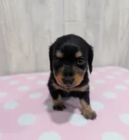 Midnight, a female Miniature Dachshund for sale in Dundee, OH – 3 of 5