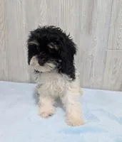 Cleo, a female Cavapoo for sale in Dundee, OH – 3 of 6