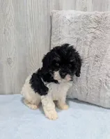 Cleo, a female Cavapoo for sale in Dundee, OH – 4 of 6