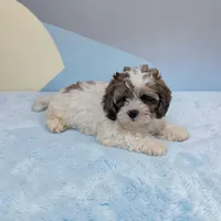 Rascal, a male Shihpoo for sale in Dundee, OH – Photo 2 of 6