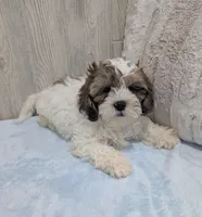 Rascal, a male Shihpoo for sale in Dundee, OH – Photo 6 of 6