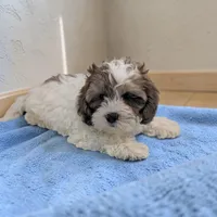 Rascal, a male Shihpoo for sale in Dundee, OH – Photo 4 of 6