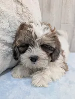 Rascal, a male Shihpoo for sale in Dundee, OH – Photo 3 of 6