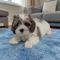 Rascal, a male Shihpoo for sale in Dundee, OH – Photo 1 of 6