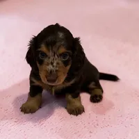 Blossom, a female Miniature Dachshund for sale in Dundee, OH – 1 of 4