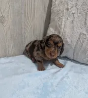 Bingo, a male Miniature Dachshund for sale in Dundee, OH – 5 of 5