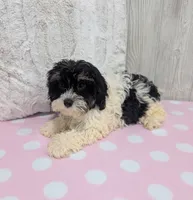 Cherry, a female Cavapoo for sale in Dundee, OH – 3 of 6