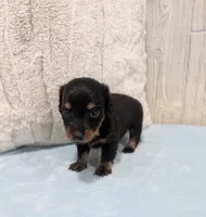 Oreo, a male Miniature Dachshund for sale in Dundee, OH – 4 of 4