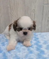 Duffy, a male Shih Tzu for sale in Dundee, OH – 5 of 5