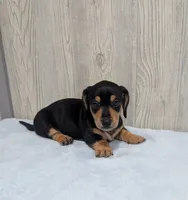 Pebbles, a male Miniature Dachshund for sale in Dundee, OH – 4 of 5