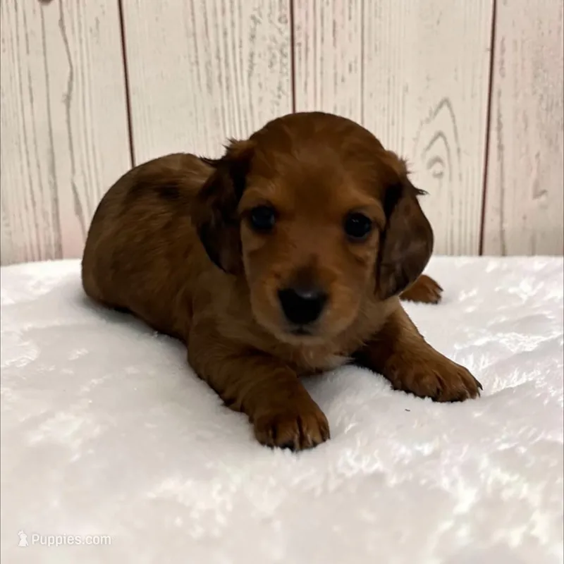 Brownie – Miniature Dachshund puppy for sale in Dundee, OH