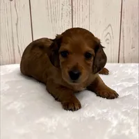 Brownie, a male Miniature Dachshund for sale in Dundee, OH – 1 of 4