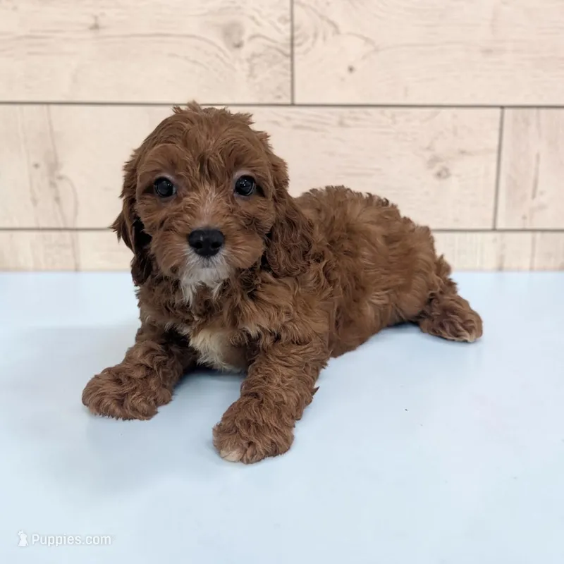 Alex – Cavapoo puppy for sale in Dundee, OH