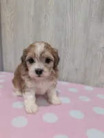 Tessa, a female Shihpoo for sale in Dundee, OH – 5 of 6